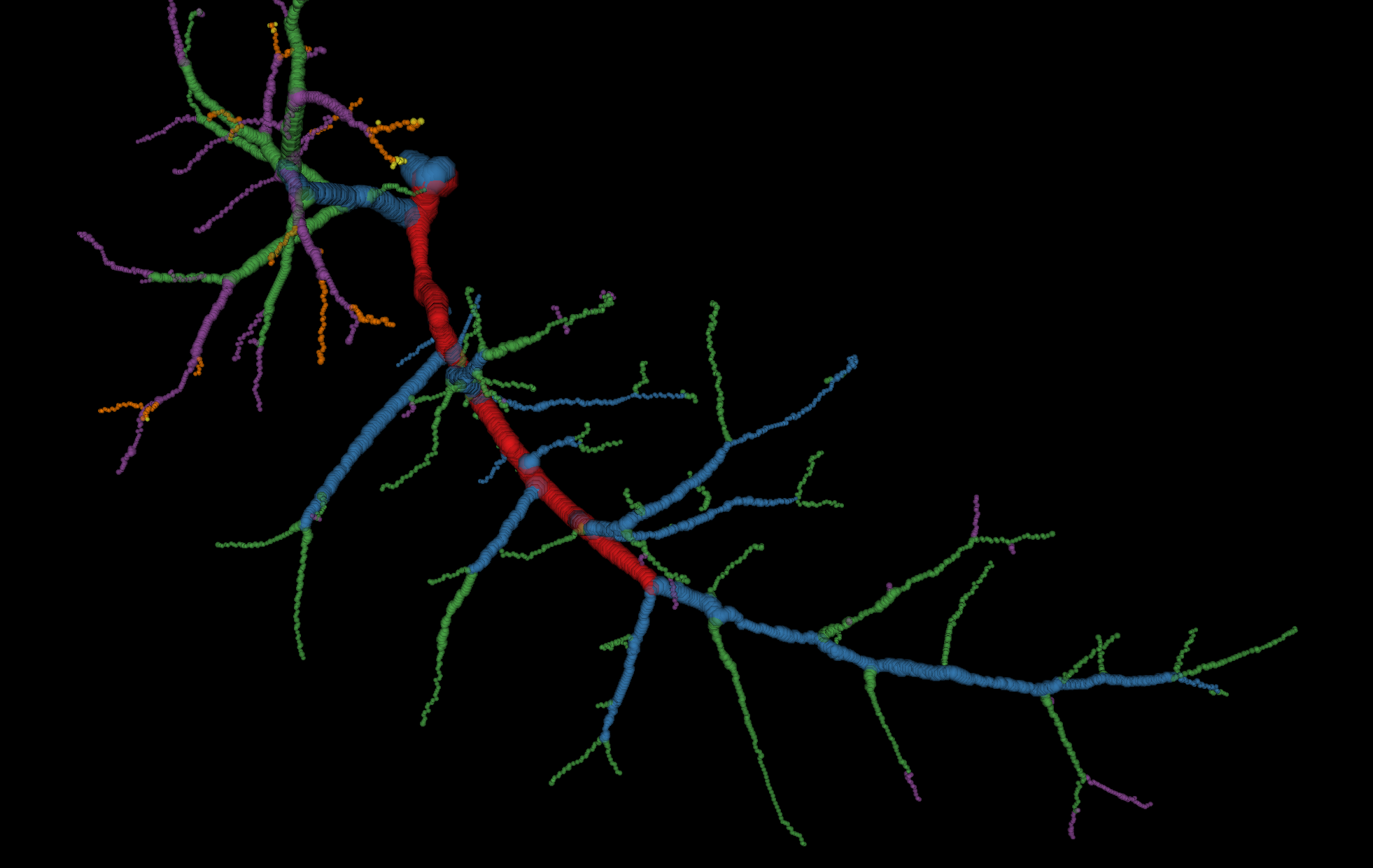Árbol vascular segmentado y etiquetado por colores